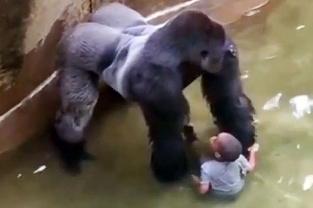 Photo+of+Harambe+and+the+boy+holding+hands+during+gorilla%E2%80%99s+shocking+last+moments.+He+didn%E2%80%99t+know+that+his+next+actions+would+cost+him+his+life.+Photo+credit%3A+www.dailymail.co.uk++